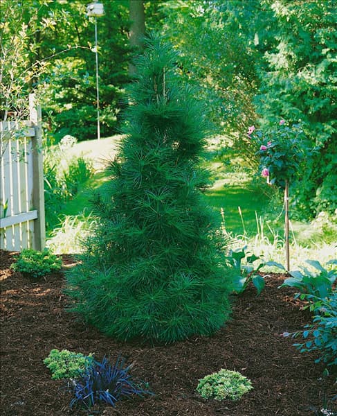 SCIADOPITYS VERTICILLATA