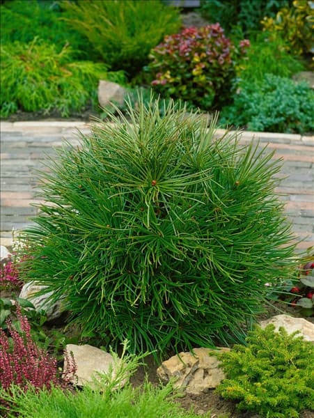 Sciadopitys verticillata Compacta