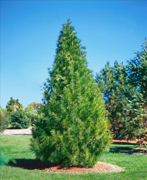 SCIADOPITYS VERTICILLATA