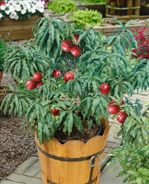 Prunus persica var. nucipersica