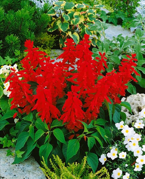 SALVIA SPLENDENS BLAZE OF FIRE