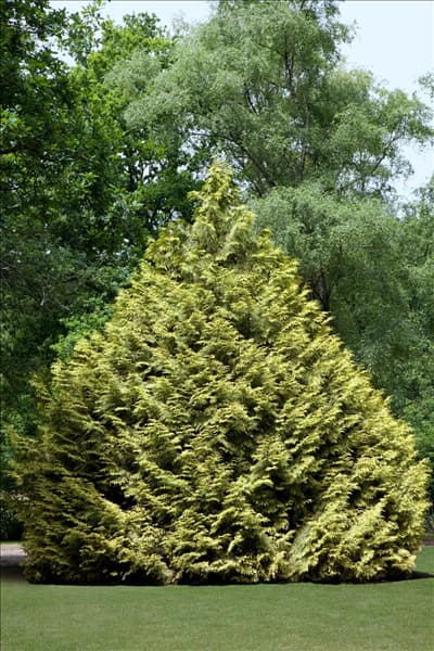 Thuja plicata Zebrina