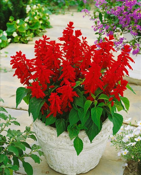 SALVIA SPLENDENS BLAZE OF FIRE