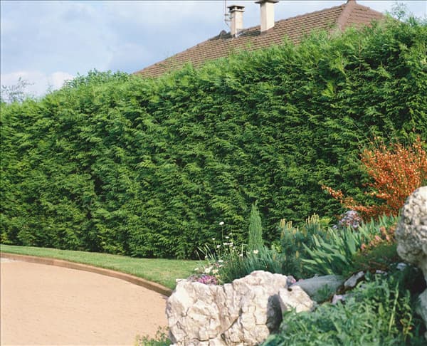 Thuja plicata