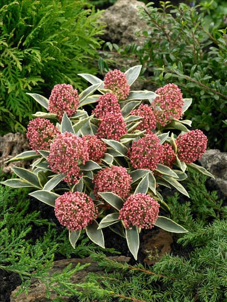 Skimmia japonica Magic Marlot ®
