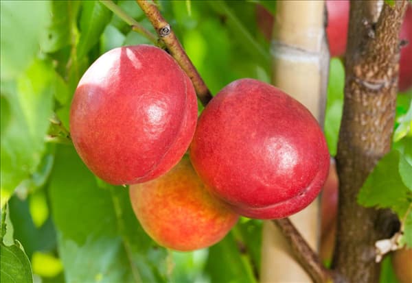 Prunus persica var. nucipersica Supercrimson ®
