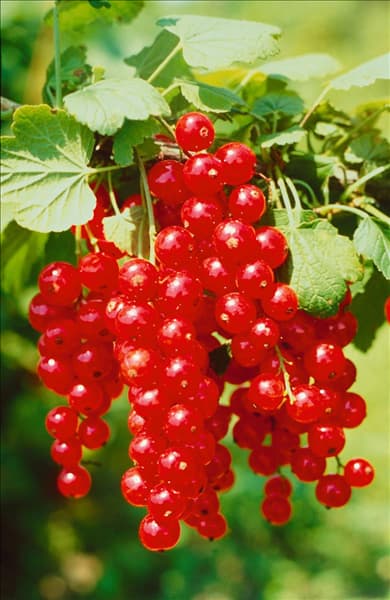 Ribes rubrum Gerouge 2