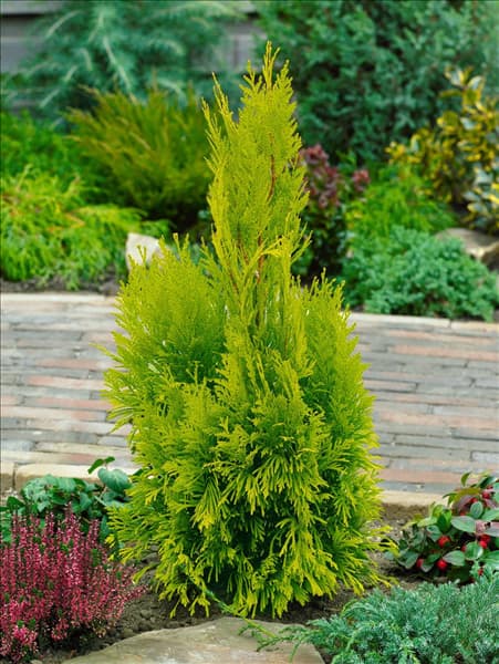 Thuja plicata 4 ever Goldy