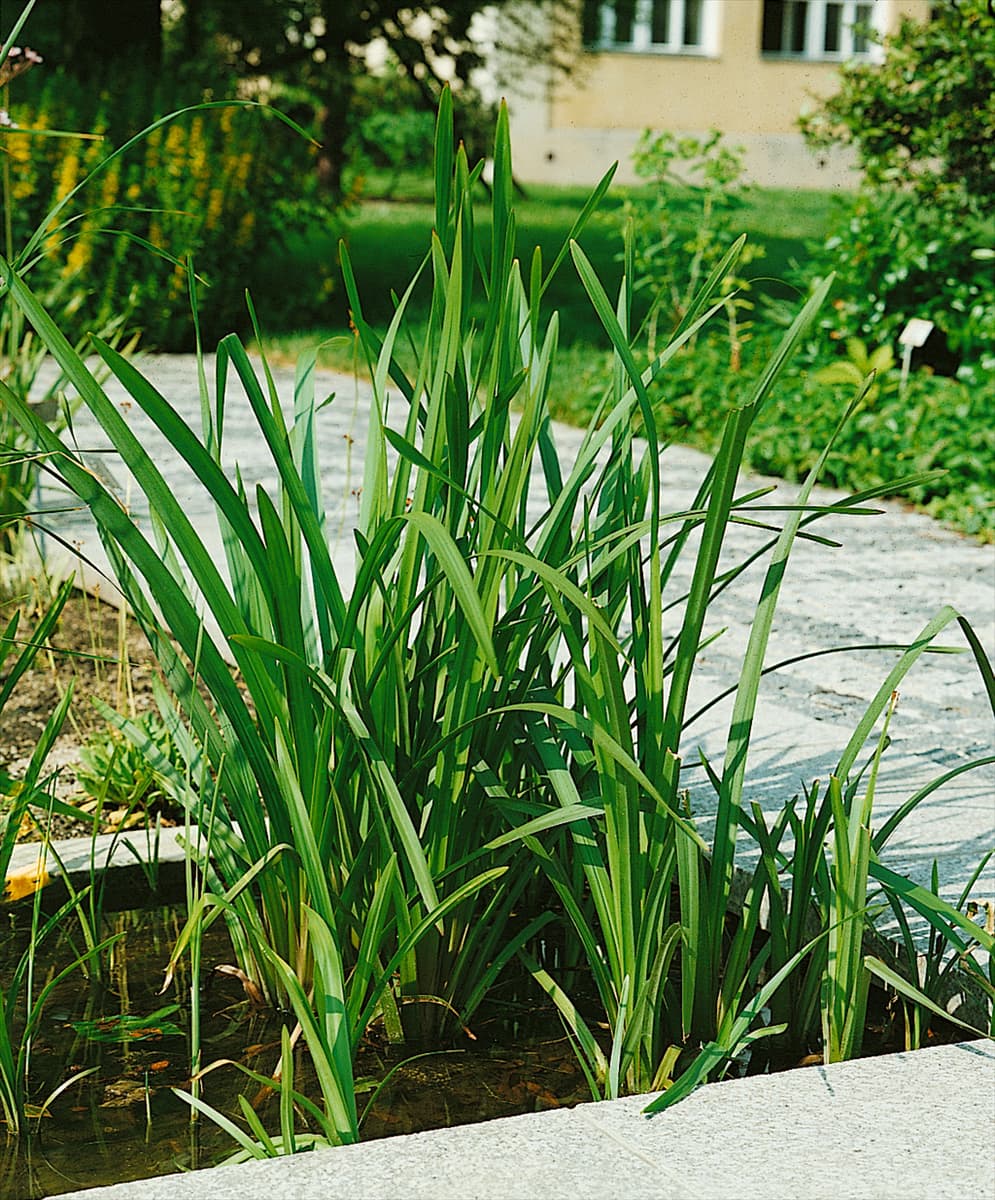 SPARGANIUM ERECTUM