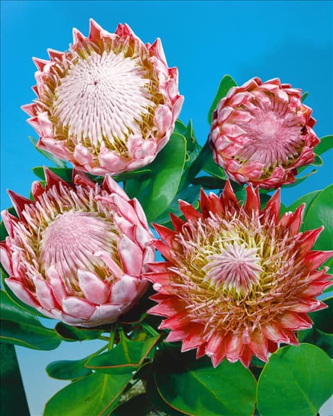 PROTEA CYNAROIDES / DETAIL
