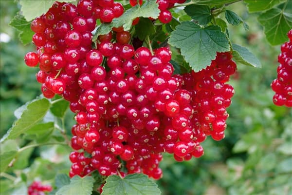 Ribes rubrum red