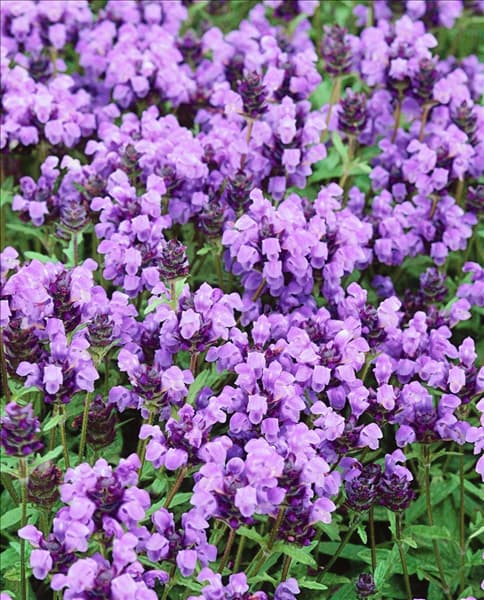 Prunella grandiflora Pagoda