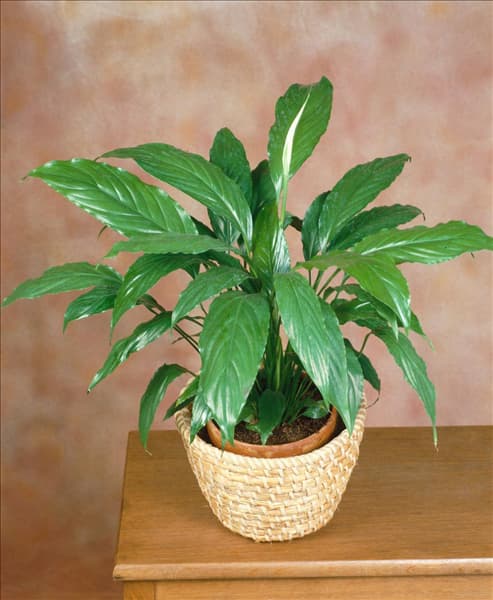 SPATHIPHYLLUM FLORIBUNDUM