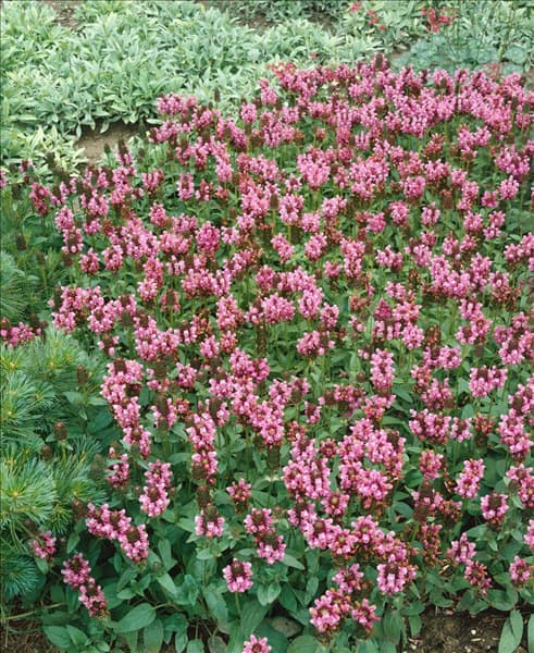 Prunella grandiflora Rosea