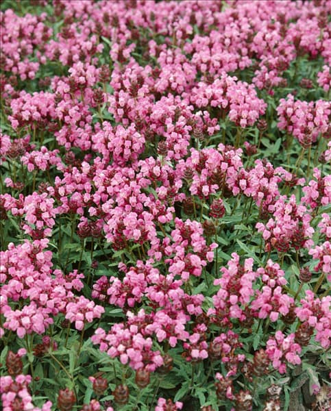 Prunella grandiflora Rosea
