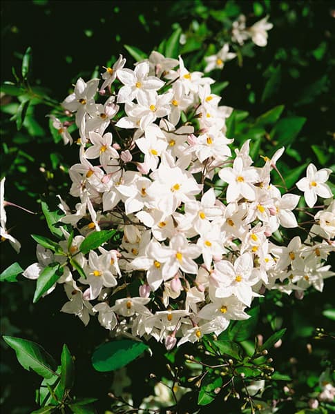 Solanum jasminoides Album