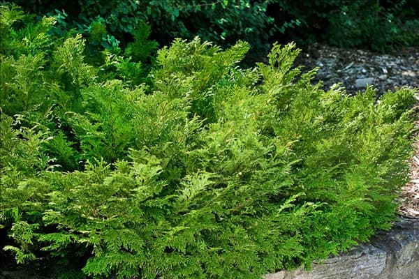Thujopsis dolabrata