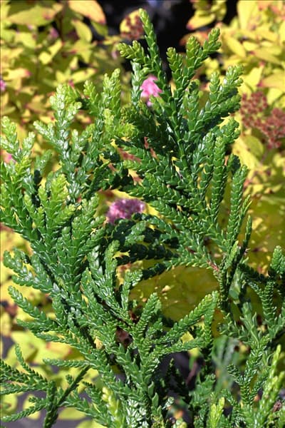 Thujopsis dolabrata