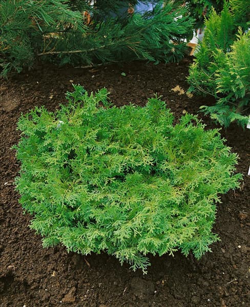 Thujopsis dolabrata Nana