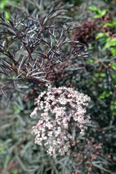 Sambucus nigra Eva BLACK LACE