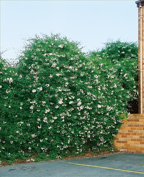Solanum jasminoides Album