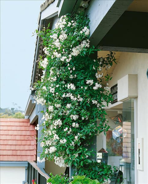 Solanum jasminoides Album