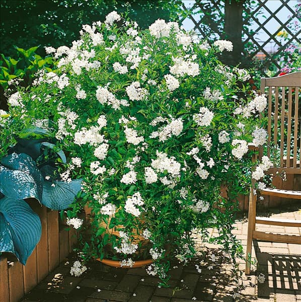 Solanum jasminoides Album