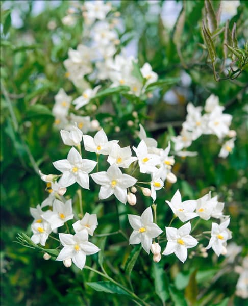 Solanum jasminoides Album