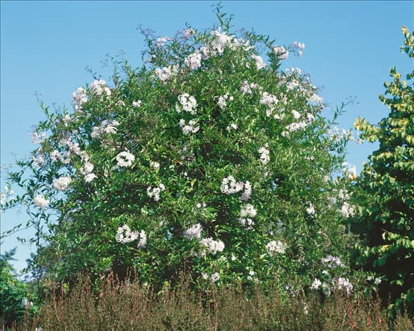 Solanum jasminoides Album