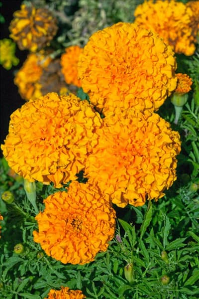 Tagetes erecta