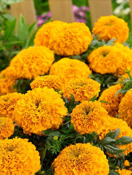 Tagetes erecta Antigua Orange F1