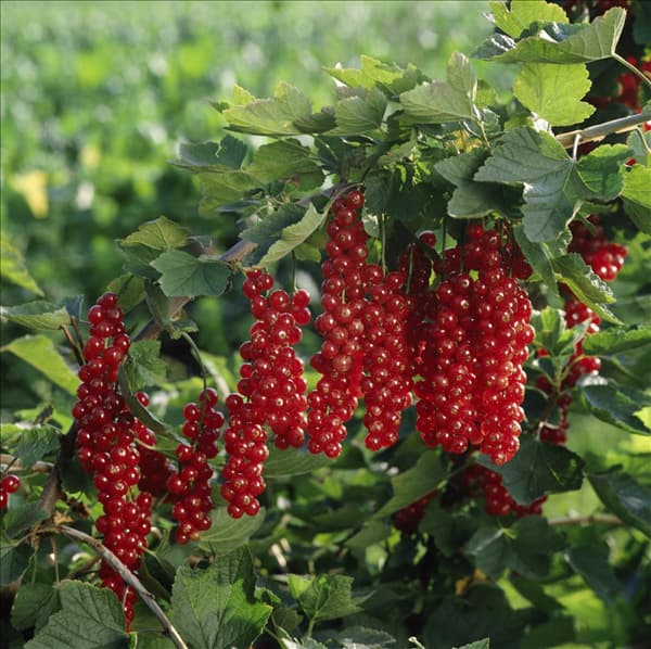 Ribes rubrum Rovada