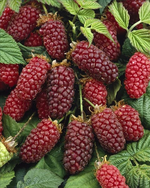 Rubus fruticosus x Rubus idaeus