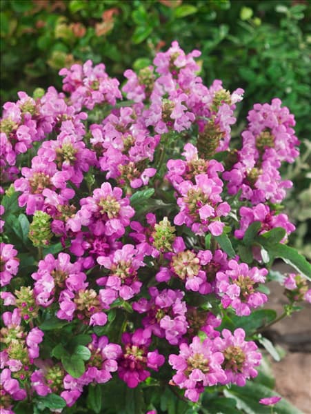 Prunella grandiflora Bella Deep Rose