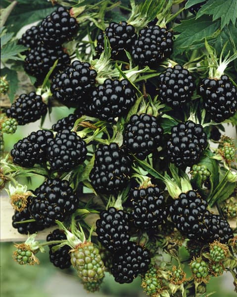 Rubus fruticosus Thornfree