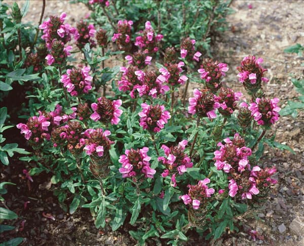 Prunella Rosenkugel