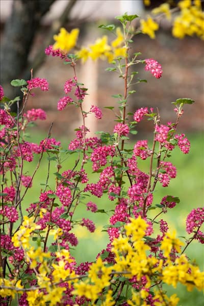 Ribes sanguineum