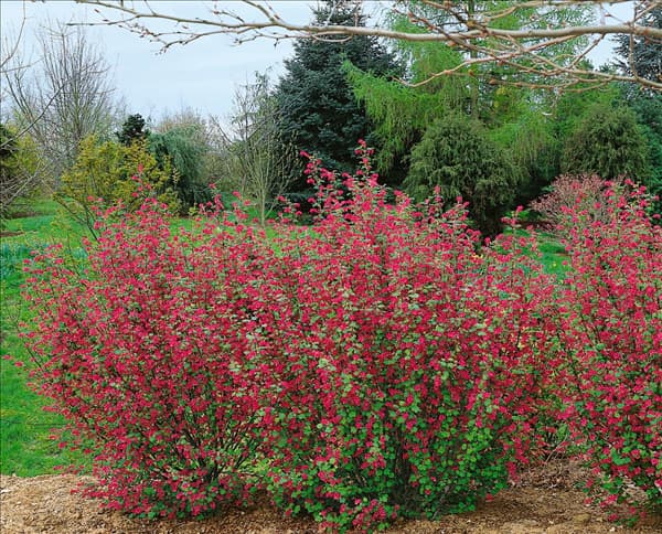 Ribes sanguineum Pulborough Scarlet