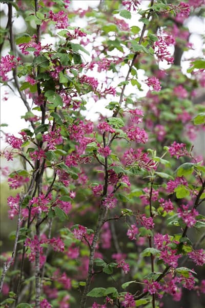 Ribes sanguineum Barry Coates