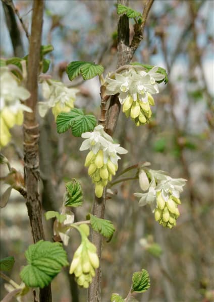 Ribes sanguineum Elkington's White