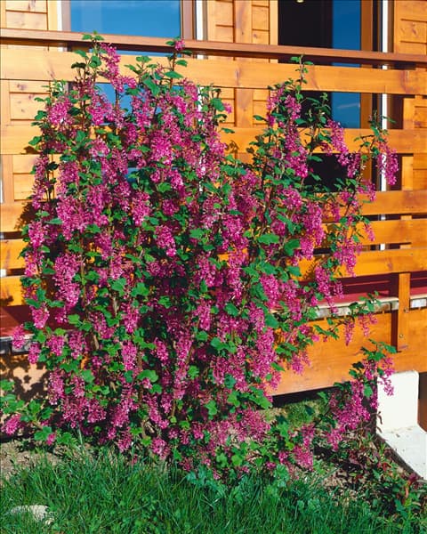 Ribes sanguineum