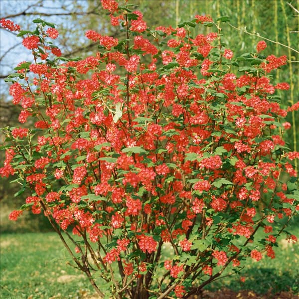 Ribes sanguineum