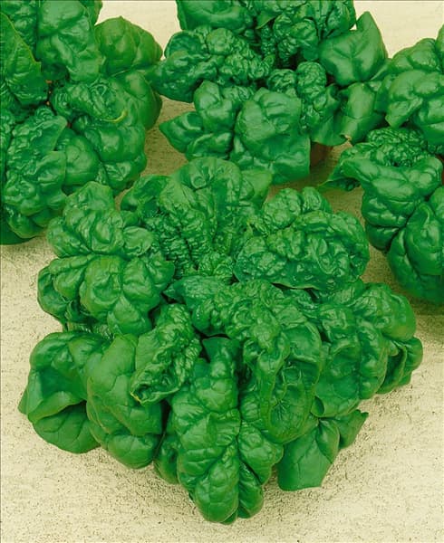 Spinat / Spinacia oleracea Bloomsdale