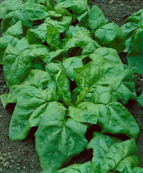Spinat / Spinacia oleracea
