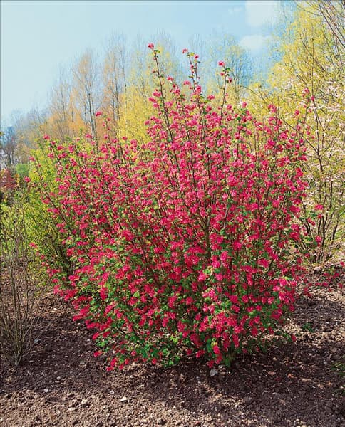 Ribes sanguineum King Edward VII