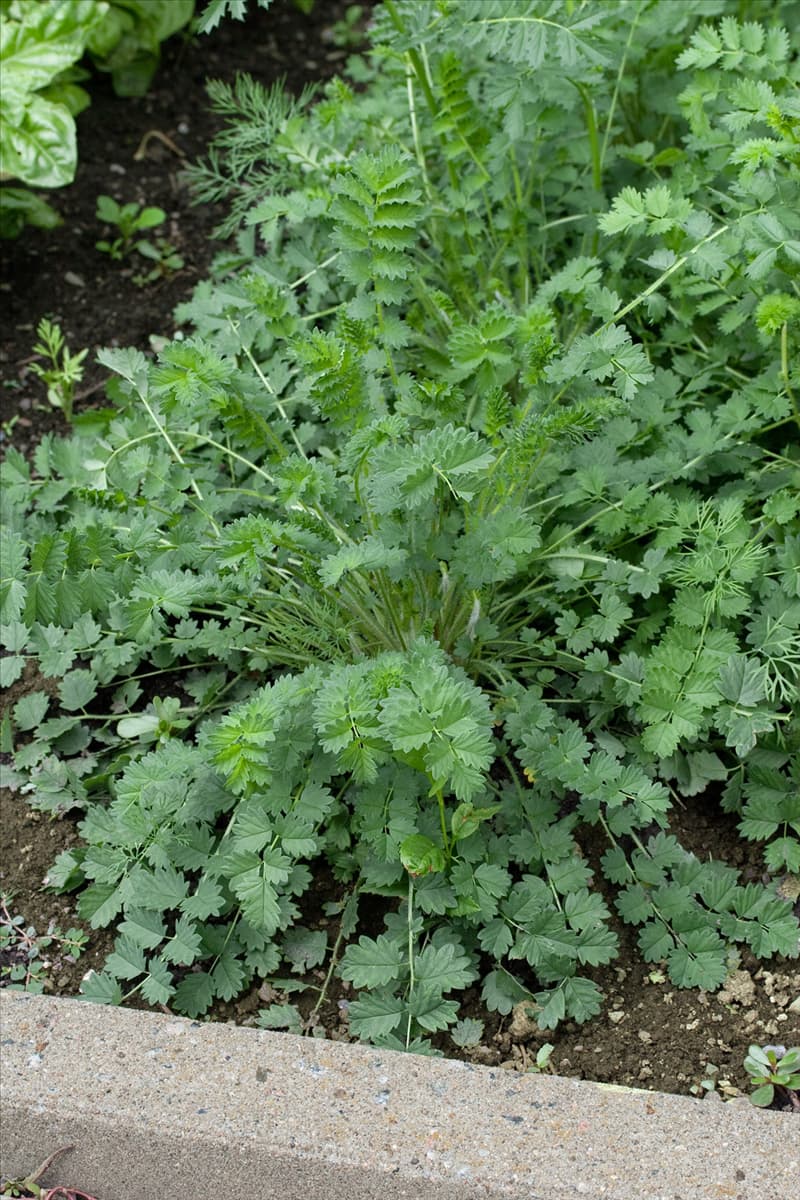 Sanguisorba minor