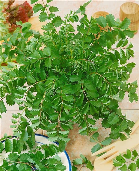 Sanguisorba minor