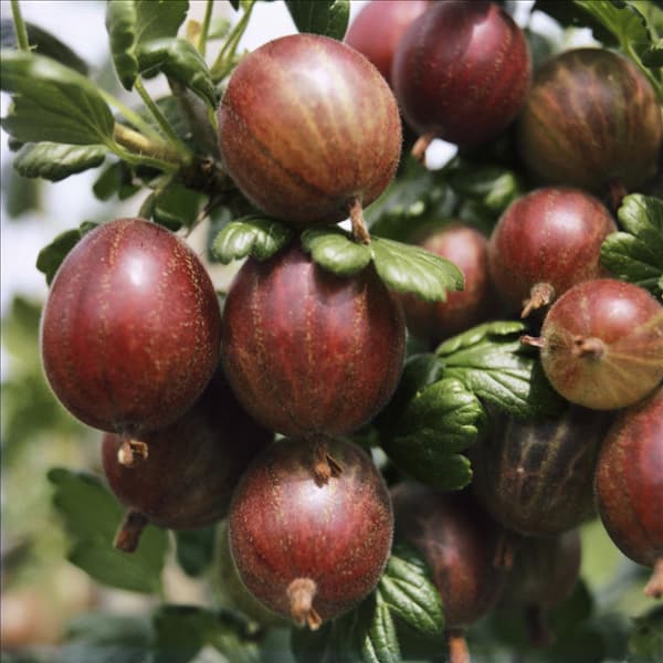 Ribes uva-crispa var. sativum Pixwell / Rote Triumph