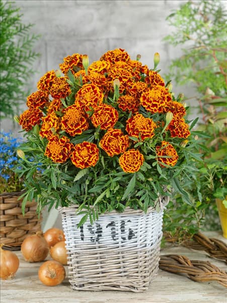 Tagetes patula Fiesta
