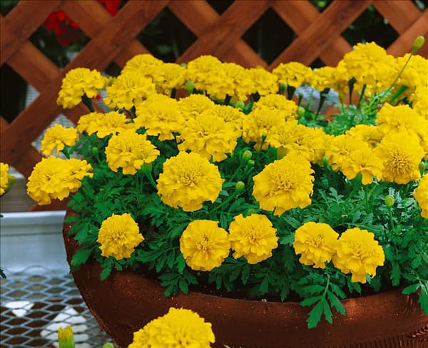 Tagetes patula Bonanza Yellow